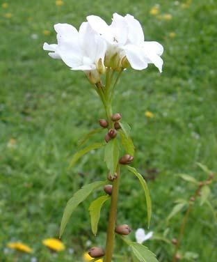 bulbifera Ek