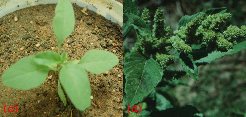 Bu yabancı otun tohumları, kotiledon yaprak dönemi, 6 gerçek yaprak dönemi ve olgun bitkinin görünümü Resim 3.1. de verilmiştir. Resim 3.1. Amaranthus retroflexus L.