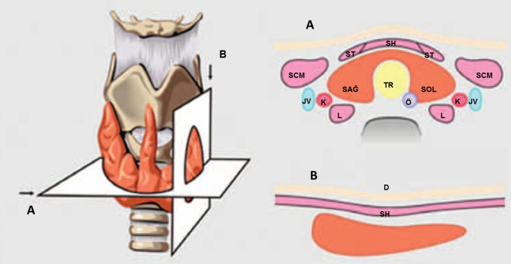 duvarında ise longus kolli kası bulunur. Her iki lob trakea lateralinde bulunur. Özofagus ise tiroid bezinin posteromedialinde bulunur (Şekil 2.3) (78). A.