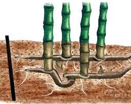 Rizomlarla Üretme : Toprak altında veya üstünde toprağa paralel olarak büyüyen, silindire benzer