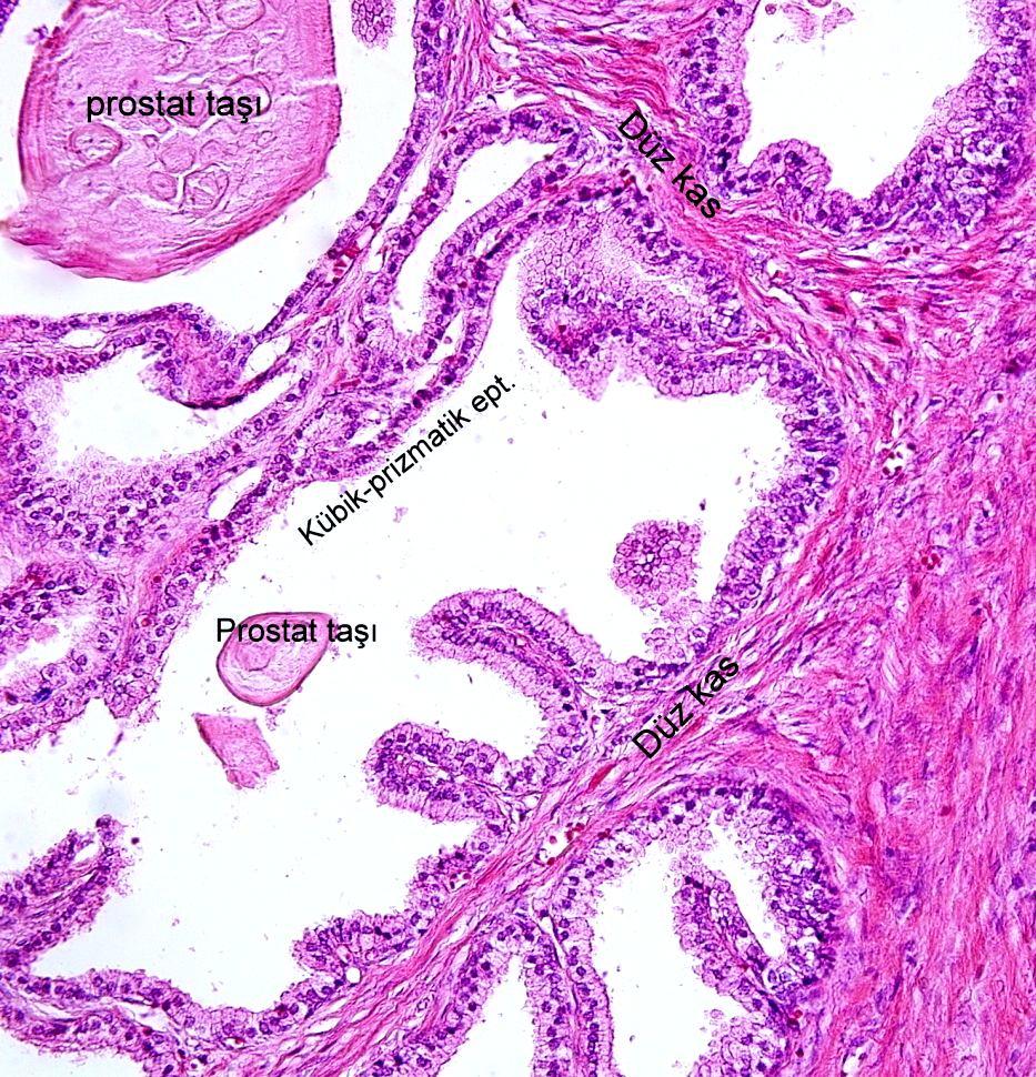 periferde kapsül ile devam eder. Fibroelastik stroma içerisinde ayrıca pek çok miktarda düz kas lifleri de bulunur.