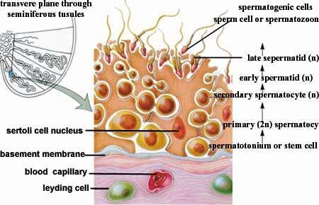 2- Tip A açık spermatogoniumlar: Açık boyanan ovoid çekirdekleri vardır. Mitotik bölünmelerle tip B spermatogoniumları ve diğer tip A açık spermatogoniumları oluşturur.