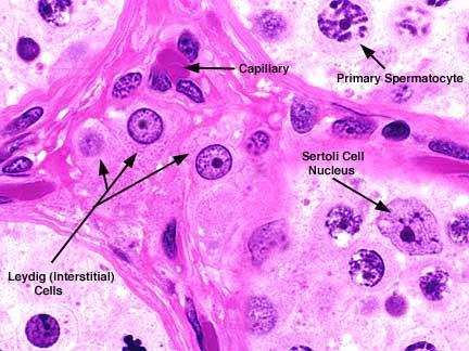 durumdaki Leydig hücreleri pubertede salınan gonadotropinlerin etkisiyle tekrar aktifleşir ve androjen salgılamaya başlarlar.