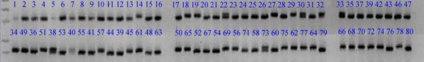 4. BULGULAR ve TARTIŞMA Halil TOKTAY farklı bulunmuştur. İstatistiki olarak önemli olmayan iki SSR dan biri 4D kromozomunda, diğeri ise 1B kromozomunda bulunmuştur (Çizelge 4.9).