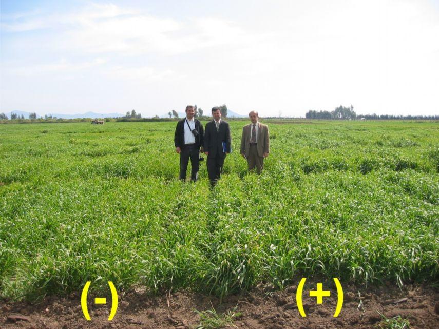 4. BULGULAR ve TARTIŞMA Halil TOKTAY Şekil 4.4. Adana verim denemesinde 2003 yılında yapılan uygulama sonucunda bitkilerde oluşan boy farkı (+:ilaçlı -: ilaçsız).