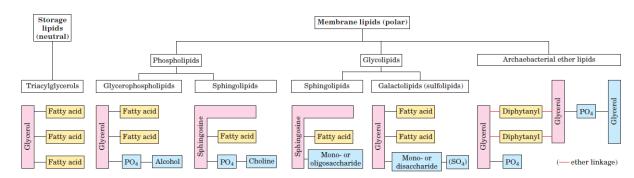 Triaçilgliseroller (trigliseridler) Canlılardaki yağ asitlerinin çoğu trigliserid yapısında bulunur Üç yağ asidinin bir gliserolle esterleşmesiyle oluşur 10 Lipid sınıfları 11 Gliseridler Bir