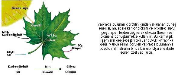 Işık Bahçe bitkileri içinde mantarlar dışında kalan bütün bitkiler, fotosentez, respirasyon, asimilasyon ve transpirasyon gibi temel