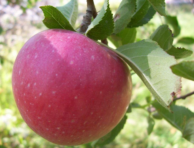 MEYVELERİN ÖZEL İKLİM İSTEKLERİ Yumuşak çekirdekli meyveler Elma: Soğuk ılıman iklimin en önemli meyvesidir. Kış soğuklarına son derece dayanıklıdır.