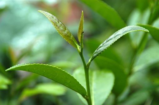 Çay Yarı tropik bahçe bitkisidir.