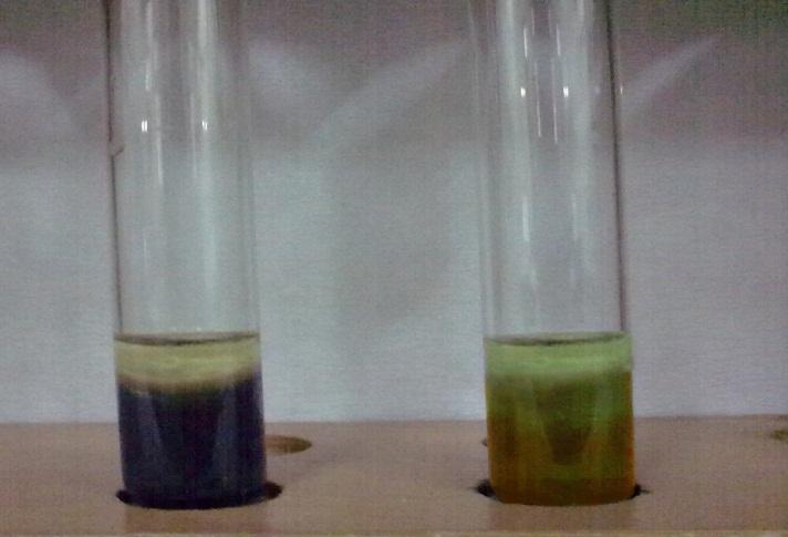 112 O C de otoklavda 15 dakika steril edilir. Besiyerinin orijinal mor-koyu mavi renginin sarıya dönmesi pozitif reaksiyon olarak kabul edilmiştir (Resim 3.15) Resim 3.15. Ornitin dekarboksilaz testi (A) Negatif reaksiyon (B)Pozitif reaksiyon 3.