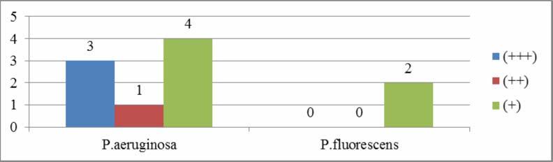 208 Çizelge 4.45 te gösterilen sonuçlara göre, kuvvetli pozitif (+++) olarak tespit edilen 3 Pseudomonas aeruginosa izolatı 2 idrar ve 1 trakeal aspirat kültürlerinden izole edilmiştir. Şekil 4.67.
