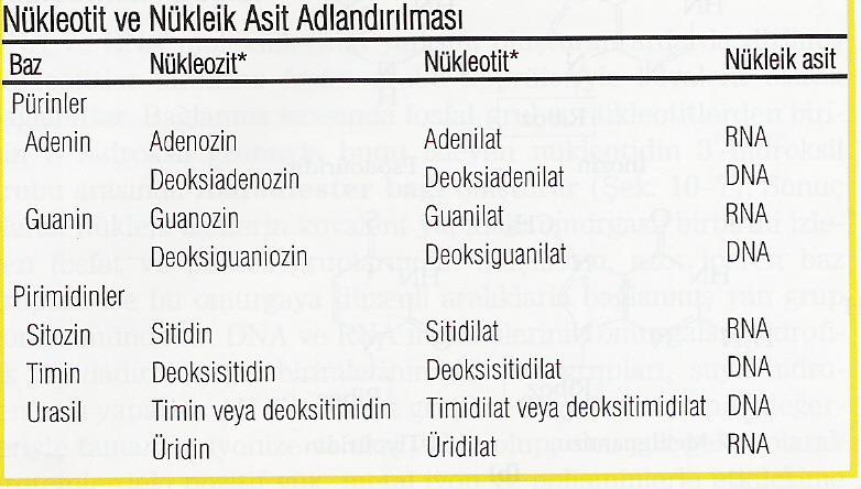 Nükleotidler Nükleik Asitlerin Primer Yapısı Nükleik asitler nükleotidlerin 3-5 fosfodiester köprüleri ile bir araya gelmesinden oluşmuştur.