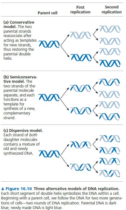Belirlenen DNA modelinden sonra diğer adım, DNA nın replikasyonunun (Eşlenmesinin) temel nitelikleri anlamaya çalışmaktı.