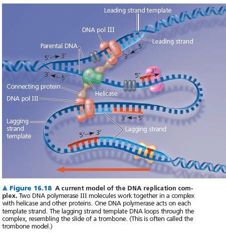 Replizom (=Replisome) çoğalma için gerekli tüm enzimleri içerir. Replizom iki kopya Pol III, DNA primaz, DNA helikaz, ve bir dizi yardımcı proteinler içerir.