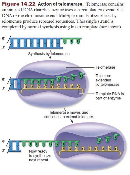 Arkea bakterilerde gözlenen (Archeal, eski) çoğalma proteinleri, ökaryotik çoğalma proteinlerine benzerlik gösterir.