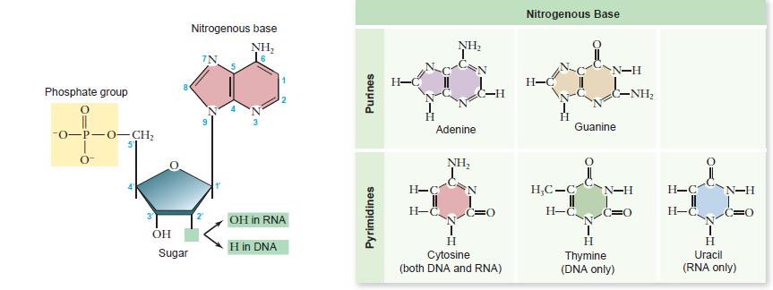 DNA nın Yapısı Yapılan çalışmalar ile DNA nın bileşenleri bilinmekteydi fakat onun üç boyutlu yapısı bir sırdı. DNA, nükleotid birimlerden oluşur.