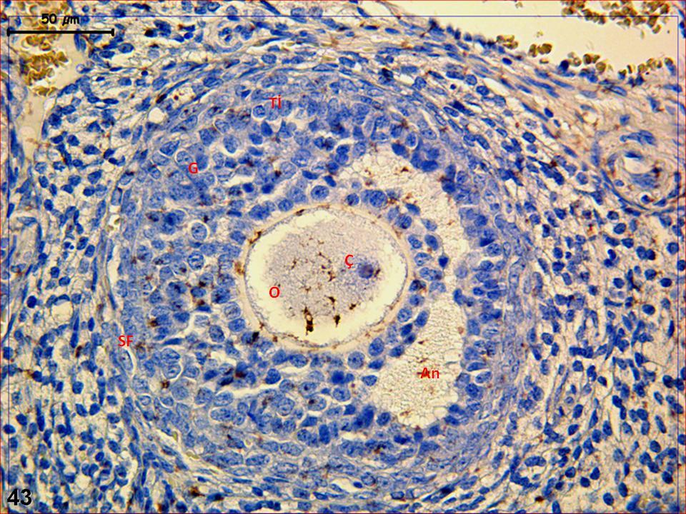 Resim 43: Hormon uygulaması yapılan gruba ait gebe ovaryum dokusunda sekonder folikülde ve oositteki LIF immünreaktivitesi izleniyor.