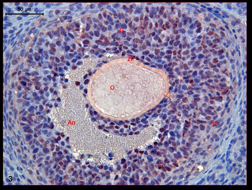 Resim 3: Hormon uygulaması yapılan gruplara ait kontrol ovaryum dokusunda, antrumu belirgin sekonder folliküllerde oositteki PCNA tutulumunun belirgin olarak
