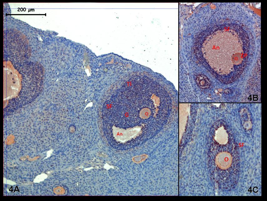 Resim 4A,B,C: Hormon uygulaması yapılan gruplara ait ovaryum dokusunda sekonder folliküllerde oosit çekirdek tutulumunun diğer folliküllere karşın az olduğu görülüyor.