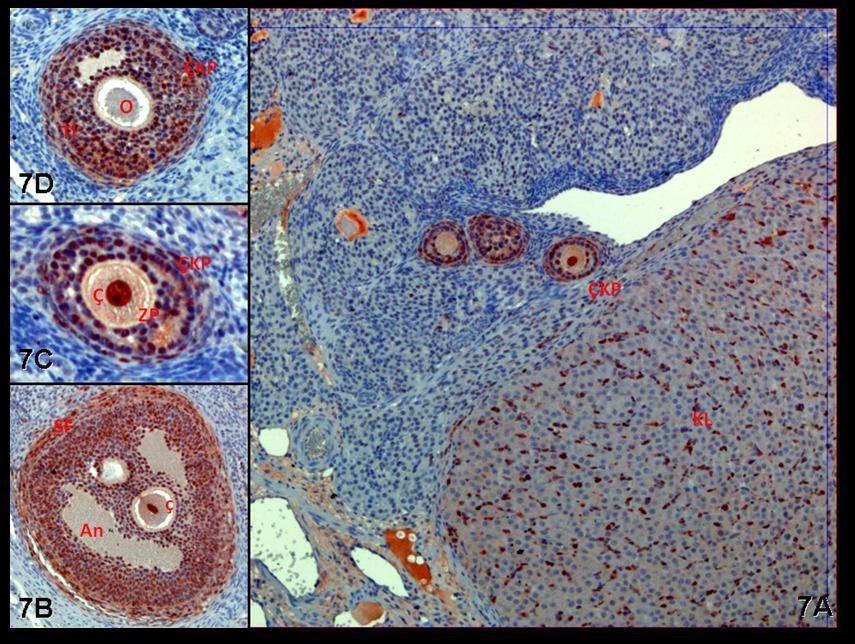 Resim 7A,B,C,D: Hormon uygulaması yapılan gruba ait gebe ovaryumlarında çeşitli gelişim evrelerindeki folliküller ve korpus luteumda PCNA immünreaktivitesi görülüyor.