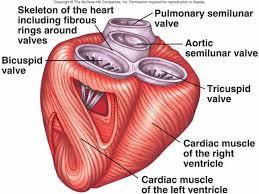 KUVVET (STRENGTH) Kalp kasları nasıl çalışır?