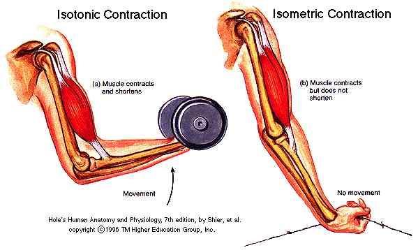 KUVVET (STRENGTH) İzometrik kasılma (Isometric contraction) İzo (Iso) = sabit Metrik (metric)