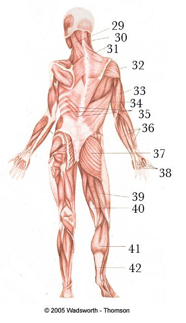 MAJOR MUSCLES 7.6 29. Extensors of forearm 30. Deltoid 31. Triceps 32. Latissimus dorsi 33. Serratus posterior inferior 34. Splenius capitus 35.