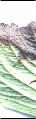 4.3.9 Phomopsis yaprak yanıklığı (Phomopsis sp.