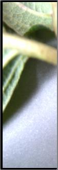 4.10 Phoma yaprak sapı nekrozu (Phomaa sp.