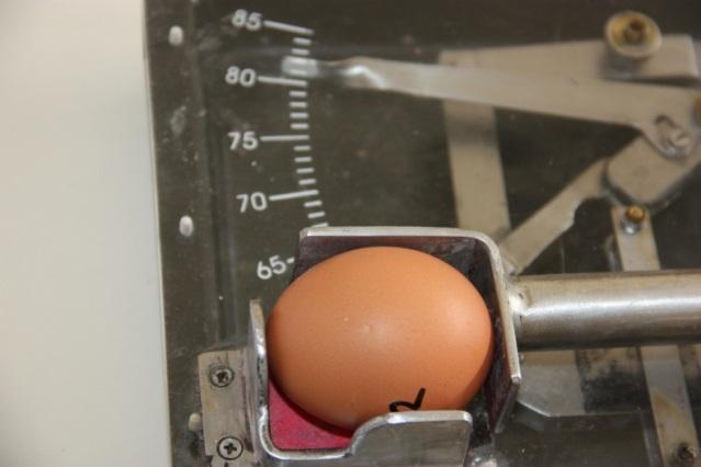 26 3.2.6.2. Şekil indeksinin belirlenmesi Yumurta genişliğinin, yumurta uzunluğuna bölünüp yüzle çarpılması esasına dayanan şekil indeksi değeri