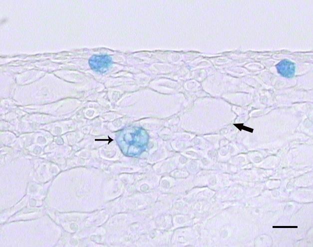 4 Şekil 4. Anal yüzgeç. AF/AB ph 2.5. AB (+) mukus hücre (ince ok); AF/AB ph 2.5 (-) club hücre (kalın ok). Bar: 50 µm. Figure 4. Anal fin. AF/AB ph 2.5. AB (+) mucus cell (thin arrow); AF/AB ph 2.