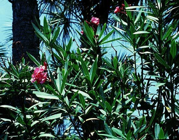 5. Önemli Türleri Nerium oleander; 2 3 m kadar boylanabilen her dem yeşil çalı formundaki