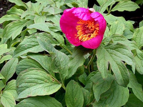 Resim 16.3: Paeonia officinalis yaprak yapısı ve çiçek yapısı Ayırma yöntemiyle üretilir. Dikim için 45 cm. çapında ve derinliğinde bir çukur açılır.