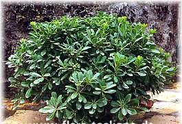 4: Pittosporum nanum genel görünüşü Pittosporum tobira; en tanınmış türüdür. Japonya da ve Çin de doğal olarak yetişir.