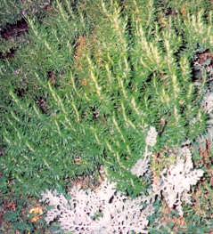 19.5. Önemli Türleri En önemli türü Rosmarinus officinalis tir.