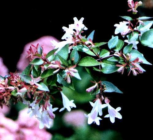 5: Abelia grandflora genel görünüşü ve çiçek yapısı 1.6.