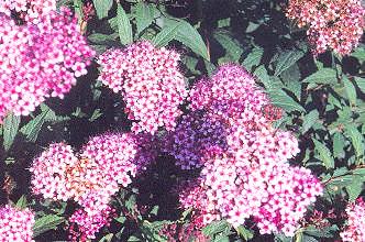 Çiçekleri bileşik salkım durumunda, pembe renkli ve haziran ayında açar.