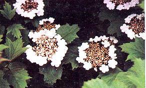 Viburnum orientalis ( Doğu kartopu ); Yapraklar 7 12 cm uzunluğunda, yaz yeşili, yuvarlakça, üç dilimli, yaprak tabanı az çok derin, yürek görünüşünde ve alt yüzündeki damarlar tüylüdür.