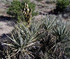 ÖĞRENME FAALİYETİ 26 AMAÇ Tekniğine uygun olarak Yucca yetiştiriciliği yapabileceksiniz. ARAŞTIRMA Yucca bitkisinin en fazla kullanıldığı alanları tespit ederek sınıfta sununuz. 26. YUCCA YETİŞTİRİCİLİĞİ 26.