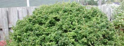 Önemli Türleri Berberis thungbergii: 1 2 m kadar boylanabilen, yazın yeşil, sık dallı çalı formundadır.