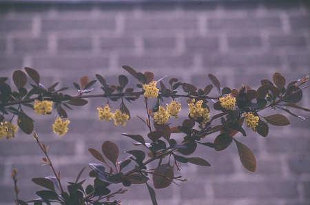 3: Berberis bitkisinin genel görünüşü Resim 3.