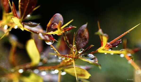 Berberis julianae; her dem yeşil, 2 m kadar boylanabilen, dikenleri kuvvetli olan bir çalıdır. Yaprakları neşter biçiminde, kenarları dişli dikenlidir. Çiçekler sarı ve buket halindedir. Resim 3.