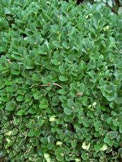5.5. Önemli Türleri Ülkemizde en çok kullanılan formu Buxus sempervirens sufruticosa dır. Bodur bitki olan bu tür 60 70 cm kadar boylanır. Resim 5.