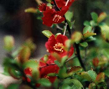 Önemli Türleri Chaenomeles japonica en önemli türüdür. Resim 6.