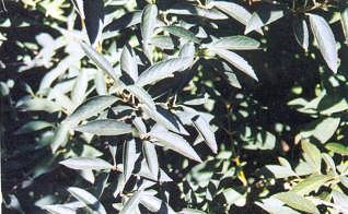 Forsythia Türkçe Adı: Altın Çanak Forsythialar yazın yeşil çalı formunda bitkilerdir. Resim 10.1: Forsythia genel görünüşü ve yaprak yapısı Çiçekler yapraklanmadan önce açar.