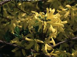 x intermedia spectabilis Forsythia x intermedia vitellina; koyu sarı renkli çiçekli Resim 10.5: F.