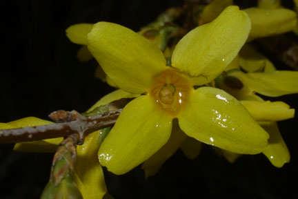 7: Forsythia viridissima genel görünüşü Önemli kültür formu F.