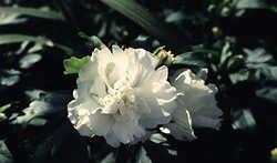 Jeanna d Arc Hibuscus rosa sinensis (Çin hatmisi (gülü) ): Anavatanı Doğu Hindistan ve Çin dir.