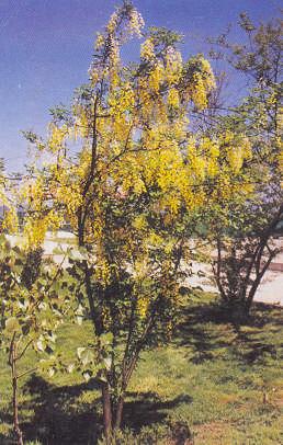 13.5. Önemli Türleri Laburnum anagrydoides (Abanoz ağacı-sarısalkım); Ülkemizde Zonguldak çevresinde doğal olarak bulunur. 8 10 m kadar boylanabilen ağaç veya ağaççık formundaki bitkilerdir.