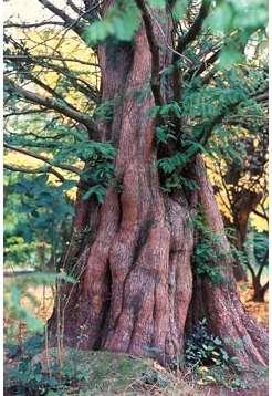 Metasequoia glyptostroboides Metasekoya Yaprak dökerler 1941 de Çin de 1100 m de canlı örneklerini